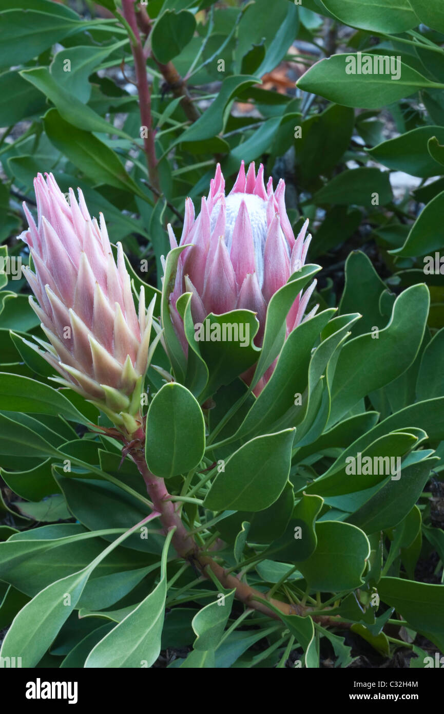 King Protea (Protea cynaroides) flowers in bud Kirstenbosch National Botanical Garden Cape Town Western Cape South Africa Stock Photo