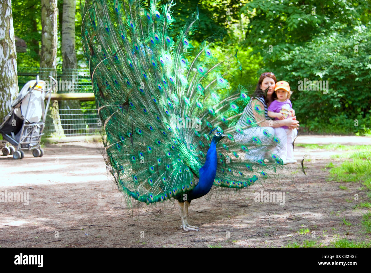 Mother and child watching a freerunning peacock Stock Photo Alamy