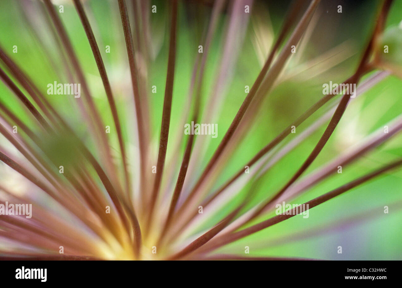 Close up of part of flowerhead of Flowering garlic or Giant flowering onion or Allium albopilosum with green foliage behind Stock Photo