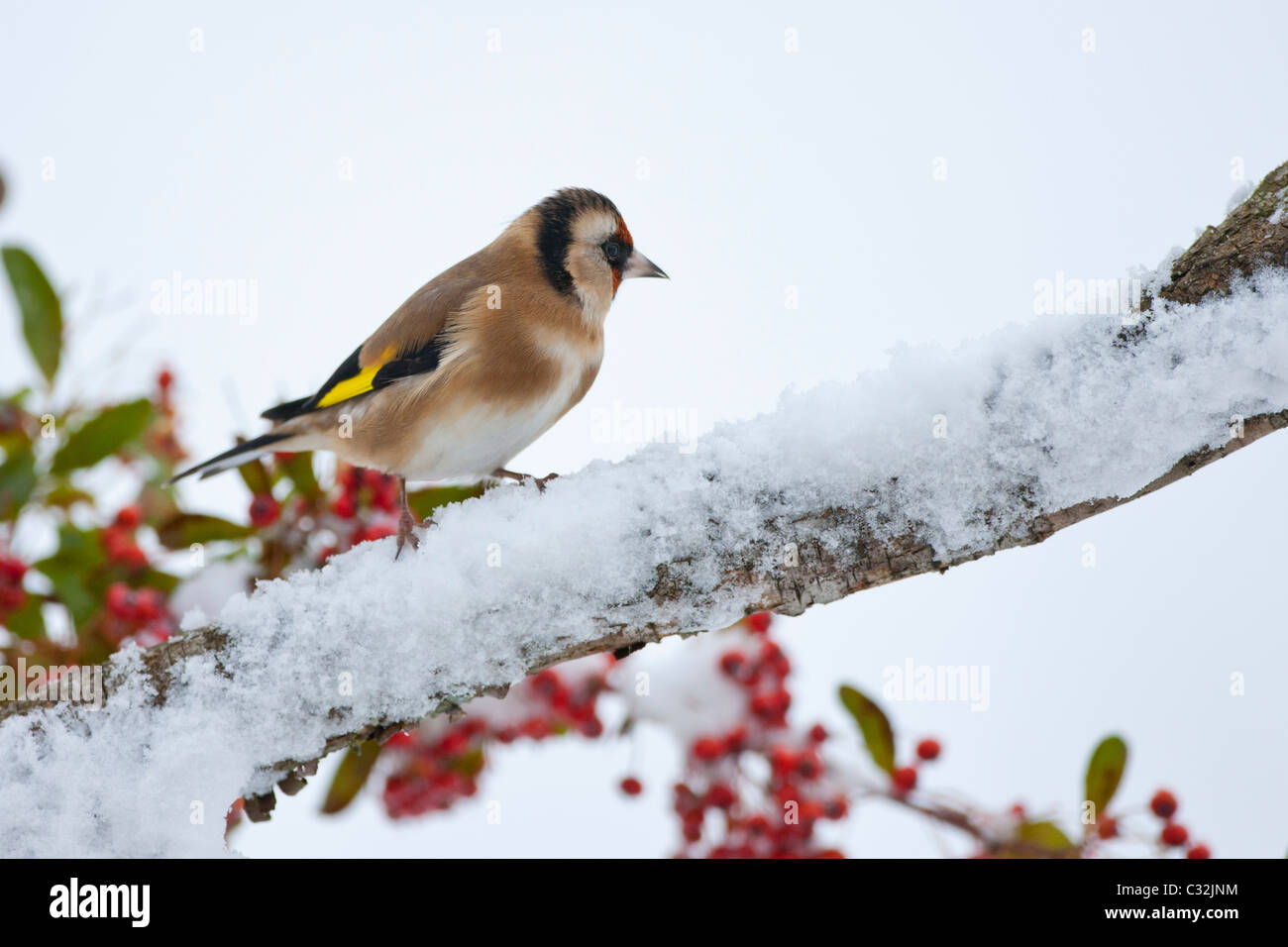 Goldfinch perches by snowy slope in winter in The Cotswolds, UK Stock Photo