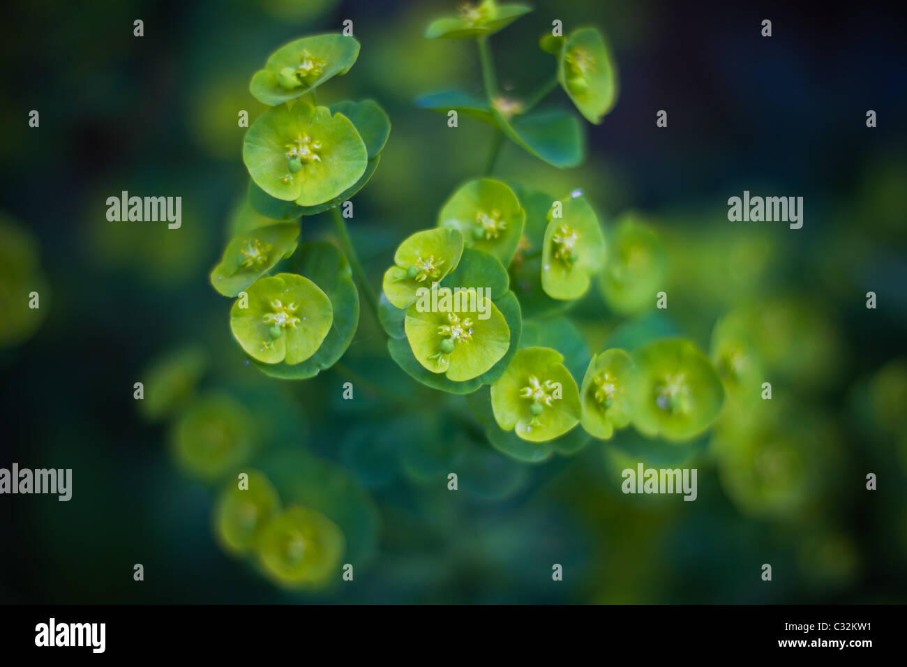 Green wood spurge (Euphorbia amygdaloides) in spring. Shallow depth of field. Stock Photo