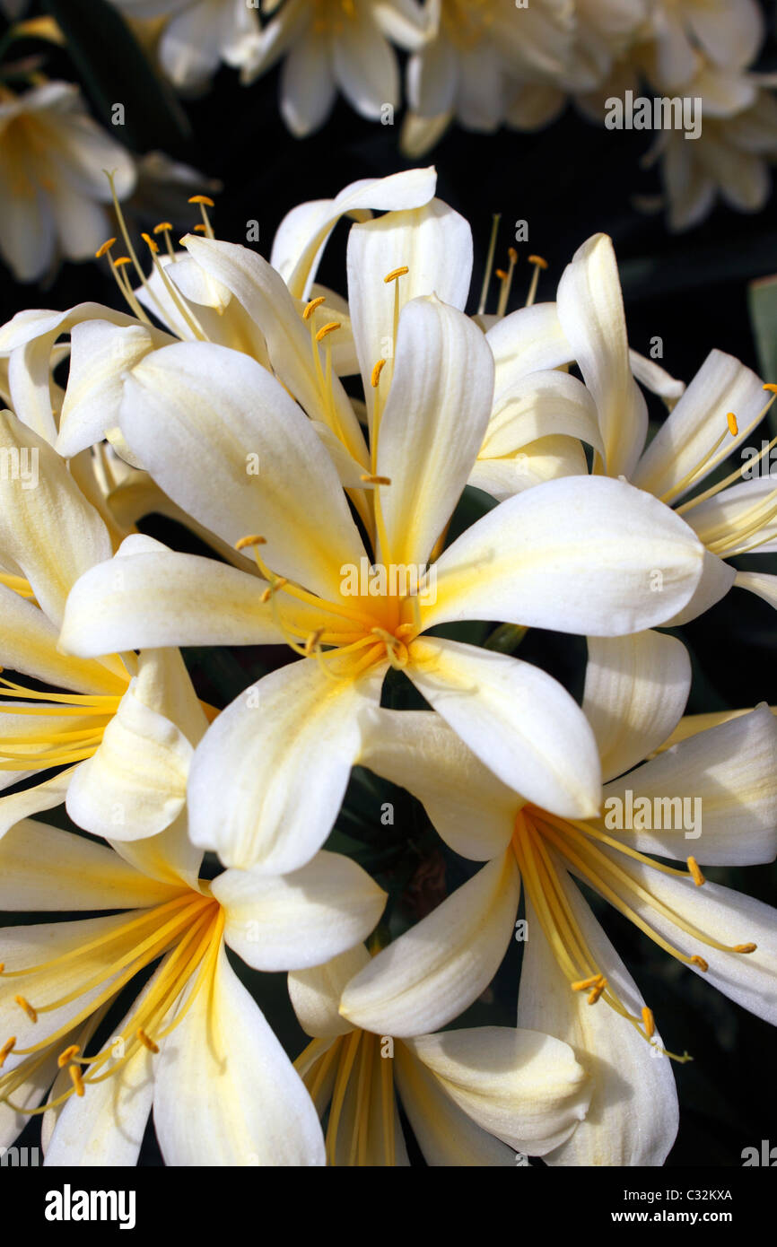 CLIVIA MINIATA CITRINA. NATAL LILY. BUSH LILY. Stock Photo