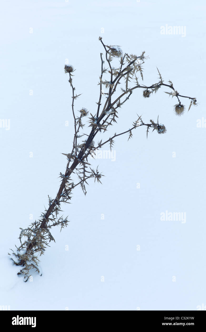 Seed heads on snowy hillside in The Cotswolds, UK Stock Photo