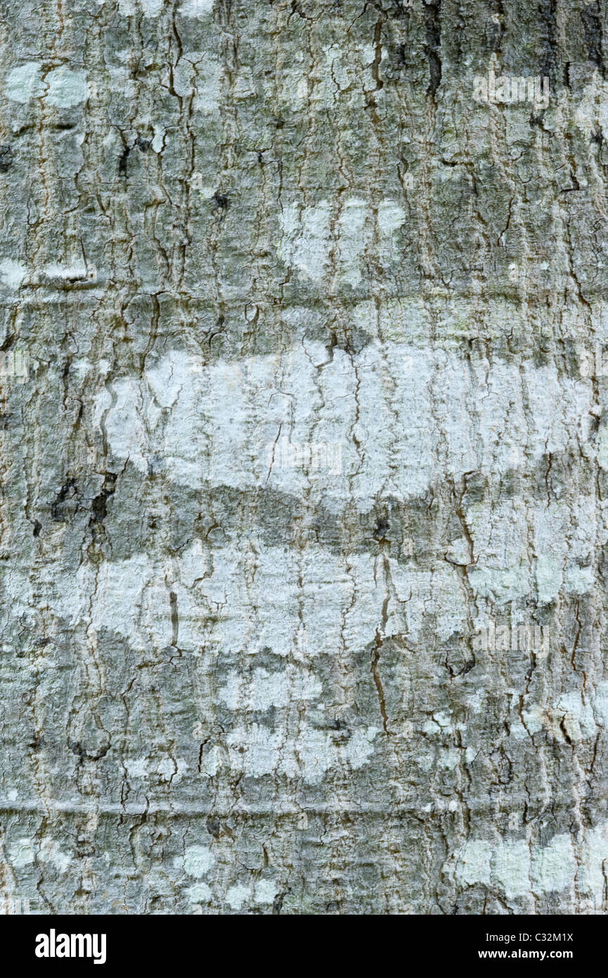 Forest fever tree (Anthocleista grandiflora) bark close-up Kirstenbosch National Botanical Garden Cape Town Western Cape South A Stock Photo