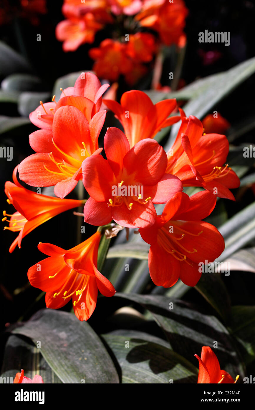 CLIVIA MINIATA STRIATA. NATAL LILY. BUSH LILY Stock Photo