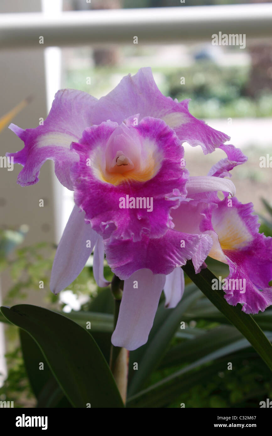 LAELIOCATTLEYA PRISM PALETTE THE CLOWN ORCHID. Stock Photo