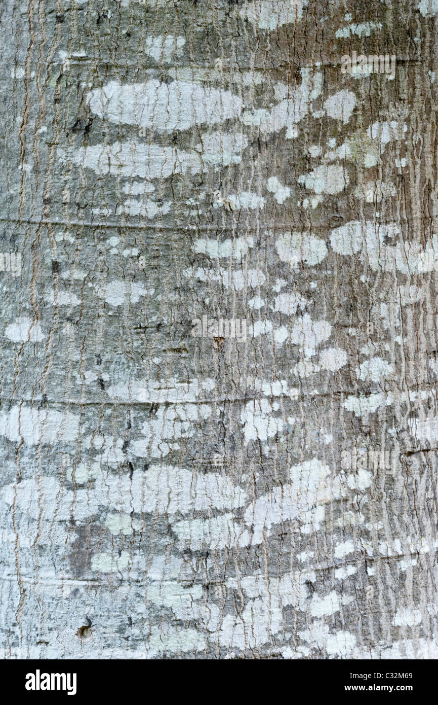 Forest fever tree (Anthocleista grandiflora) bark close-up Kirstenbosch National Botanical Garden Cape Town Western Cape South A Stock Photo