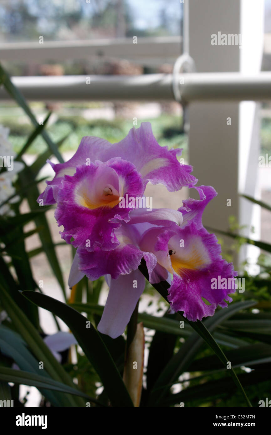 LAELIOCATTLEYA PRISM PALETTE THE CLOWN ORCHID. Stock Photo