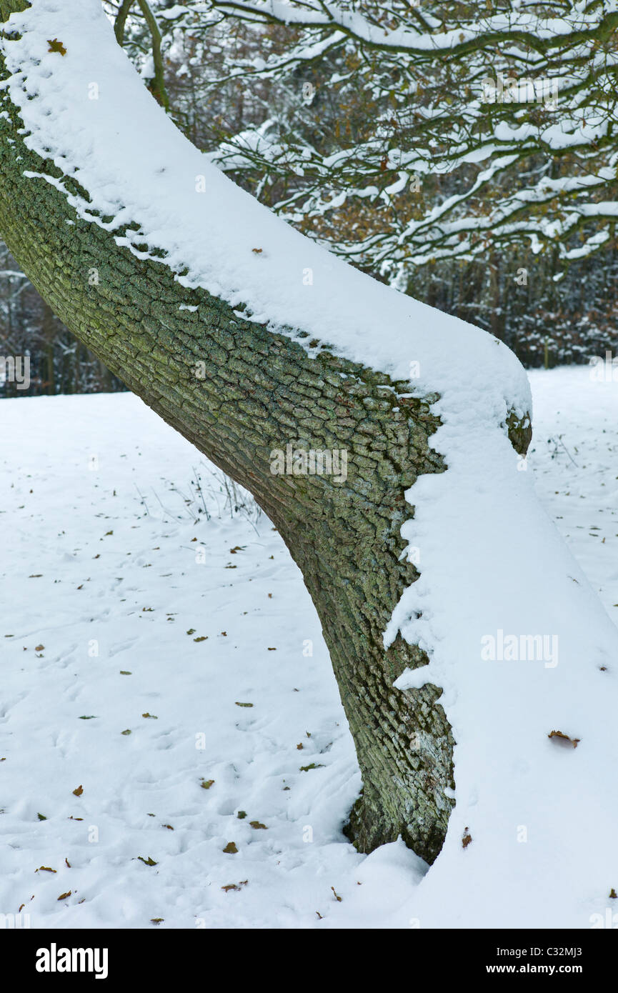 Covered in bark hires stock photography and images Alamy