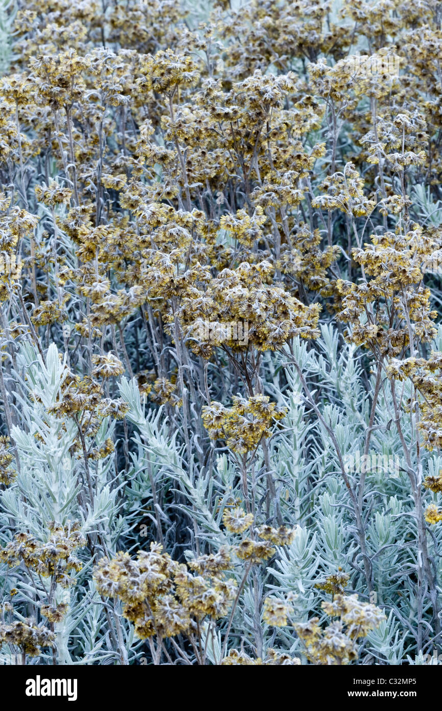 Cape Gold (Helichrysum splendidum) in seed Kirstenbosch National Botanical Garden Cape Town Western Cape South Africa Stock Photo