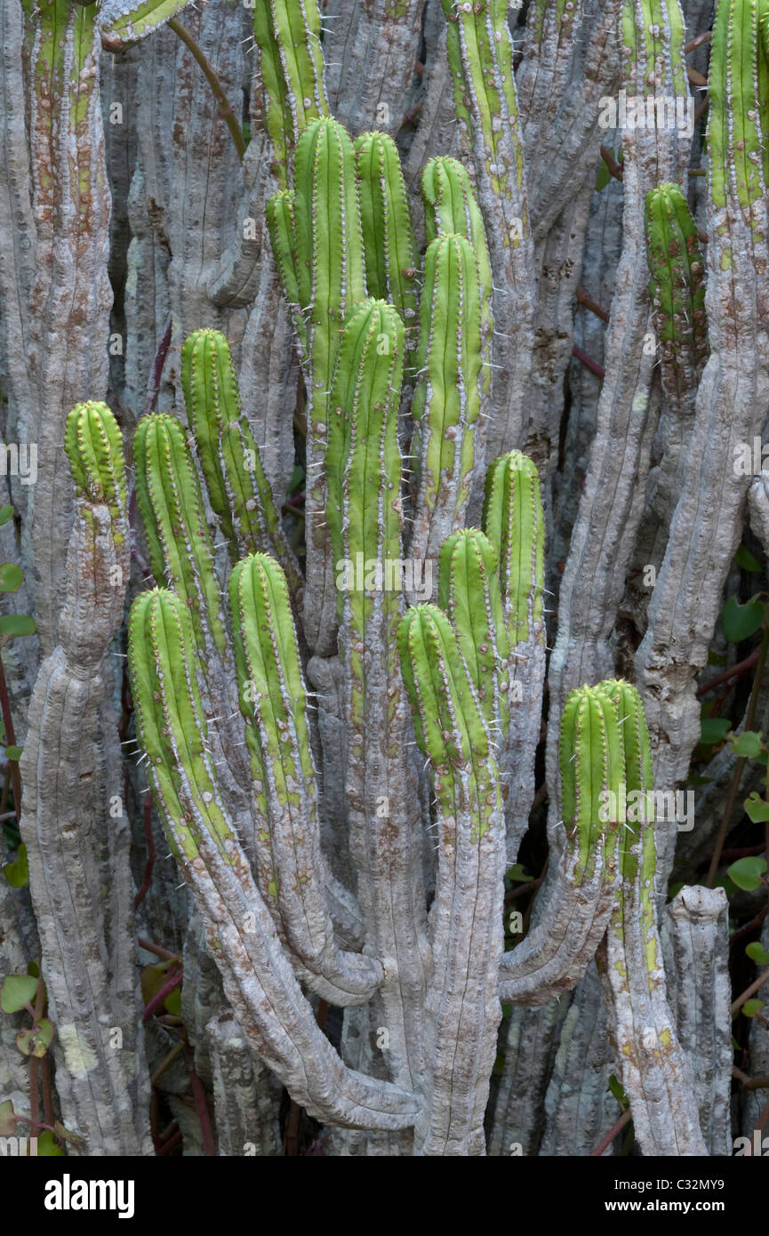 Pincushion Euphorbia (Euphorbia pentagona) Kirstenbosch National