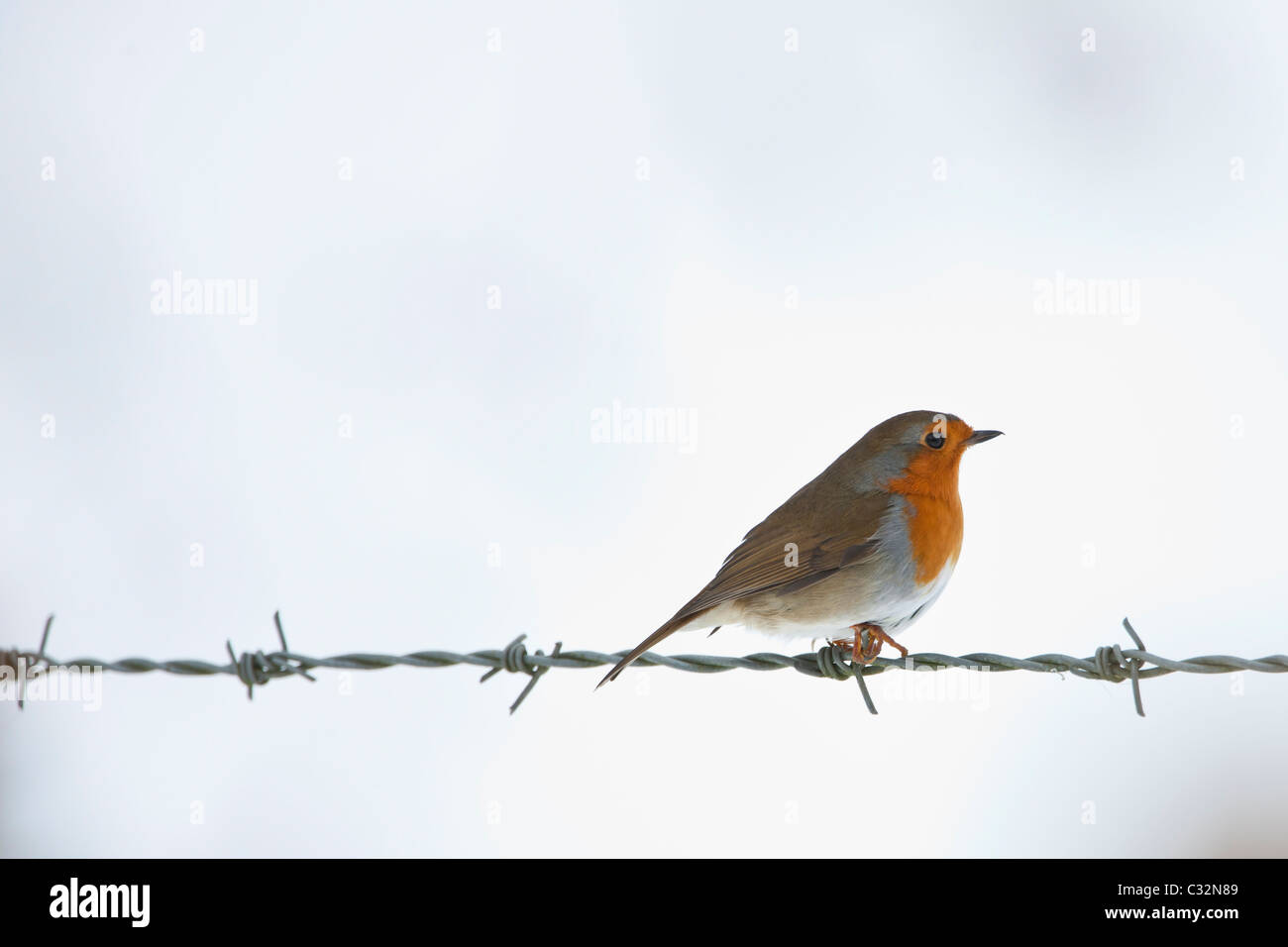 Robin on barbed wire by snowy hillside in The Cotswolds, UK Stock Photo