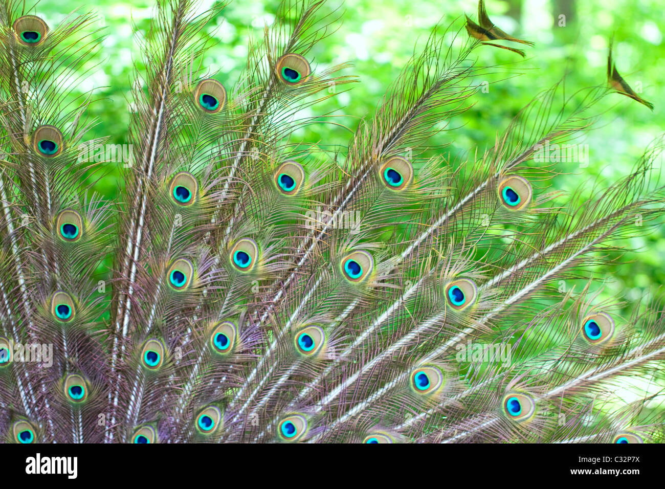 A peacock's tail spread out Stock Photo