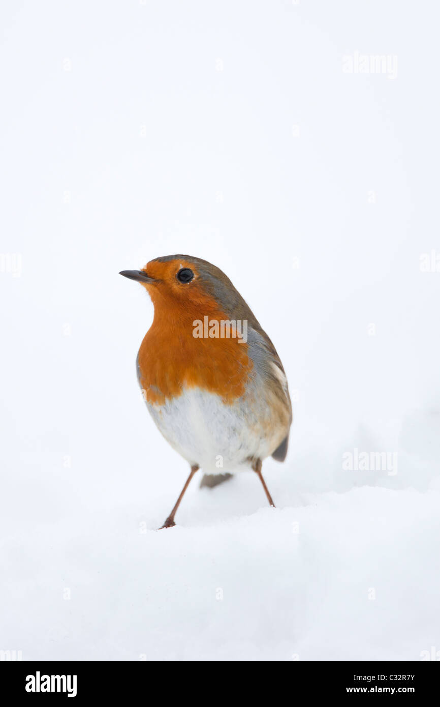 Robin in traditional winter scene by snowy bank, The Cotswolds, UK Stock Photo