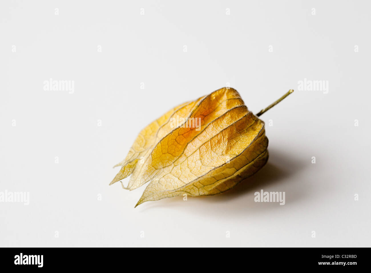 Physalis on white background Stock Photo