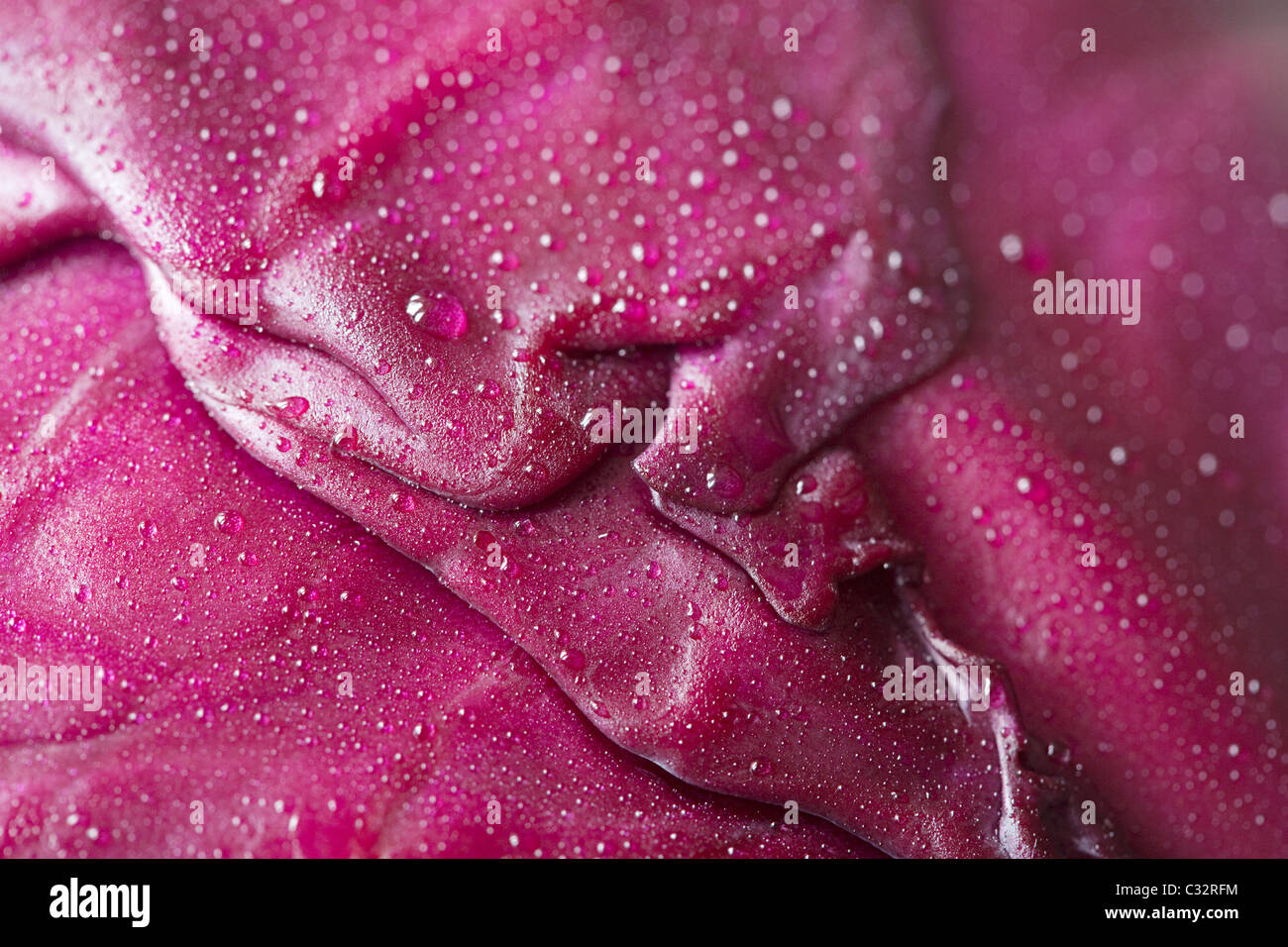 Red cabbage leaf, full frame Stock Photo