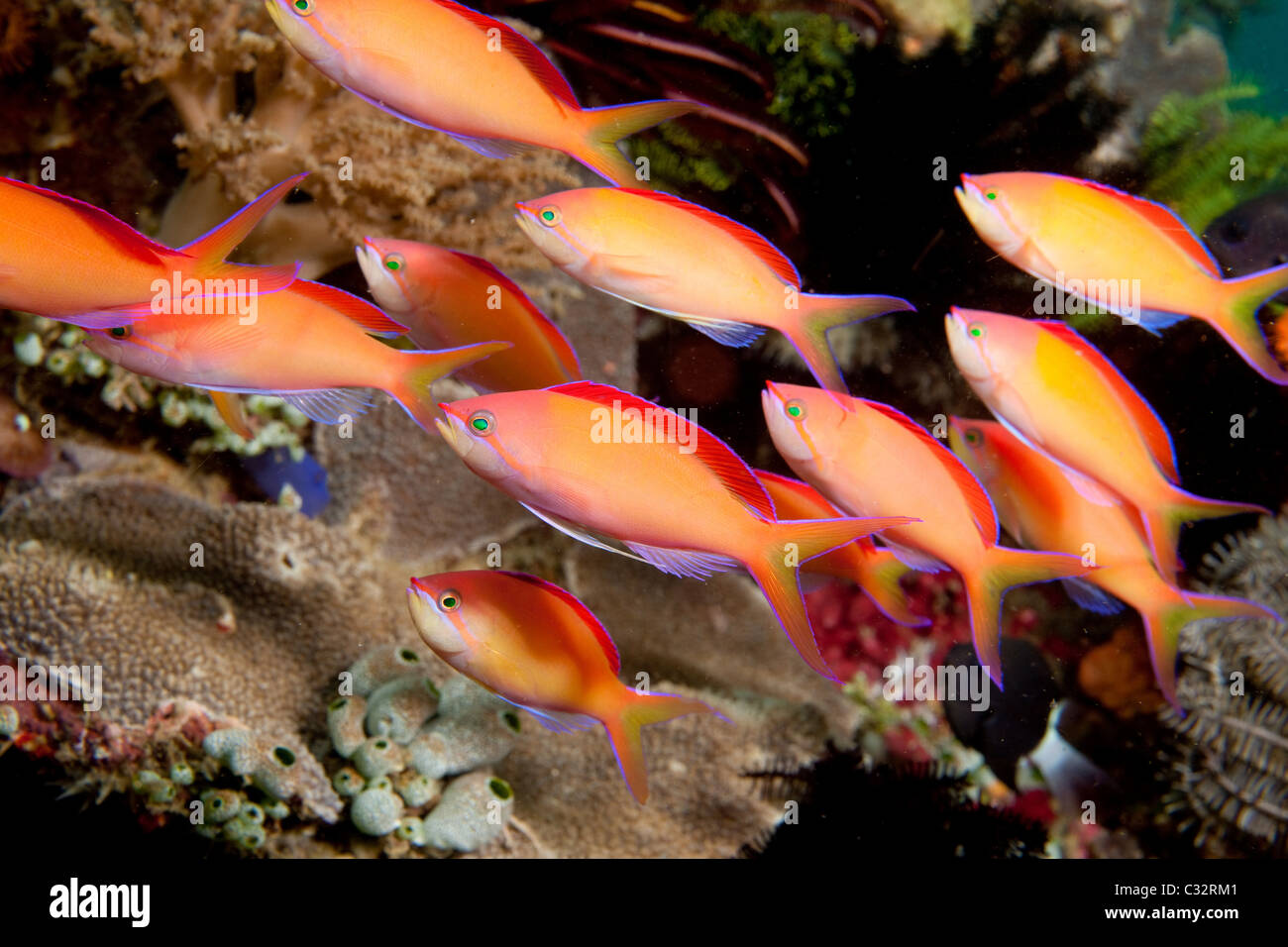 Schooling Redfin anthias Stock Photo