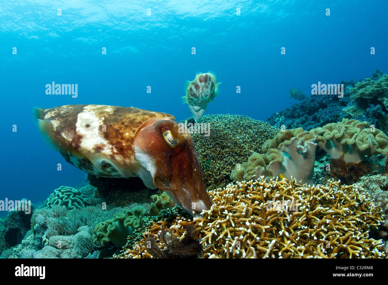 Cuttlefish lay eggs in coral Stock Photo
