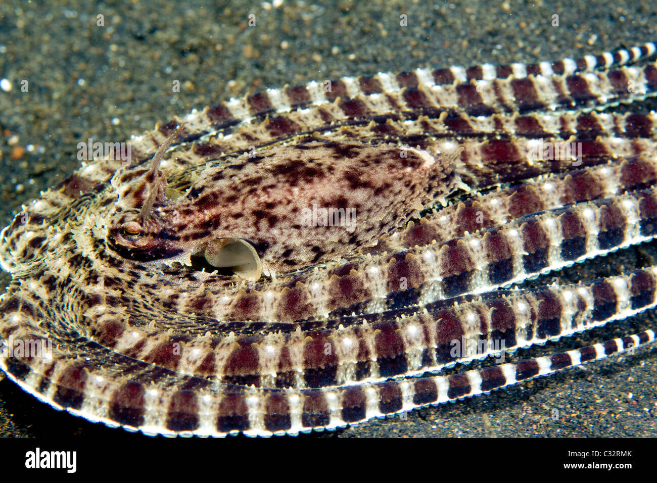 Octopus mimics a flounder Stock Photo
