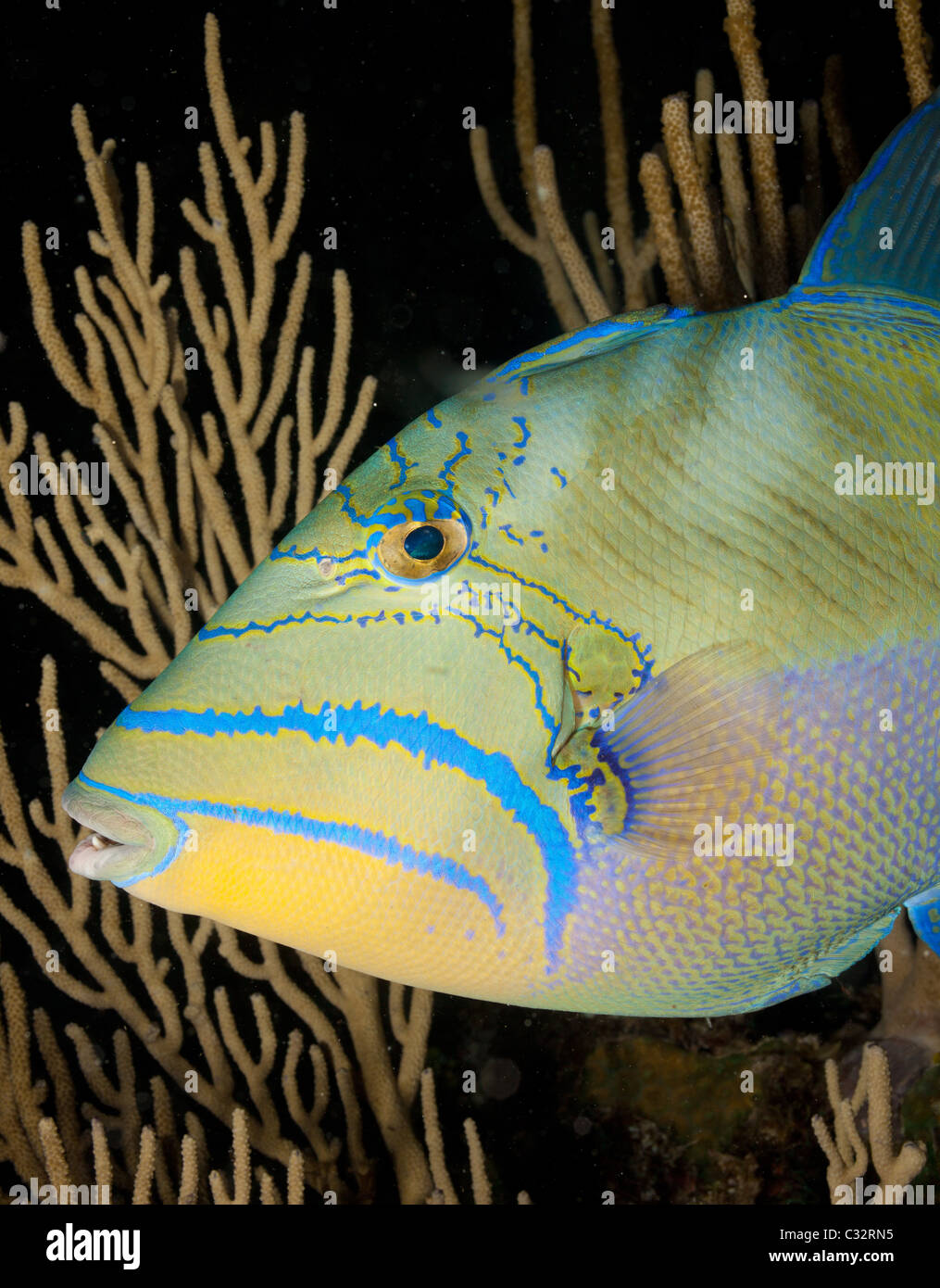 Colorful Queen Triggerfish Stock Photo