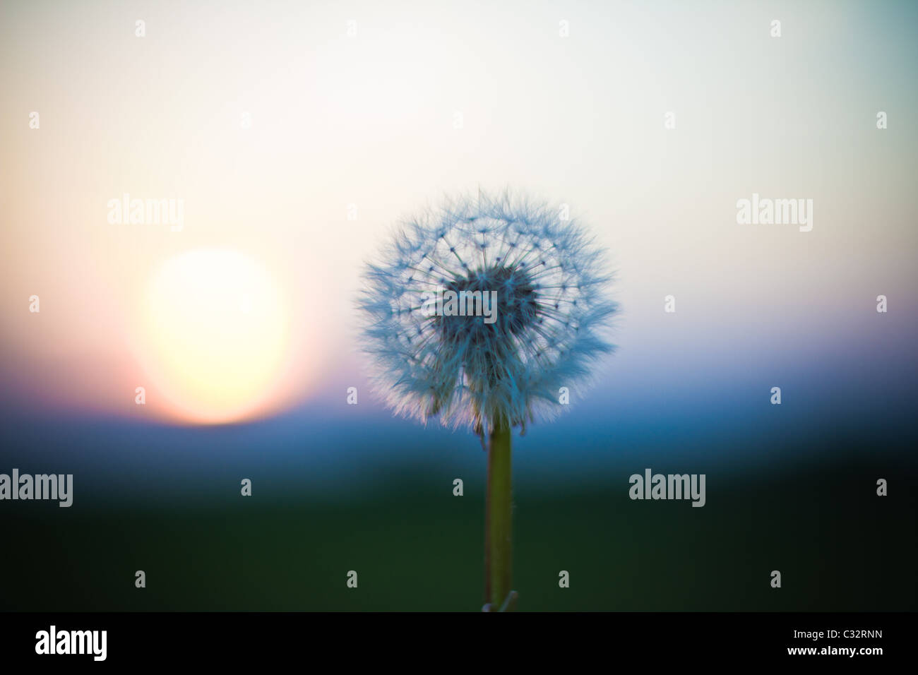 A dandelion at sunset Stock Photo