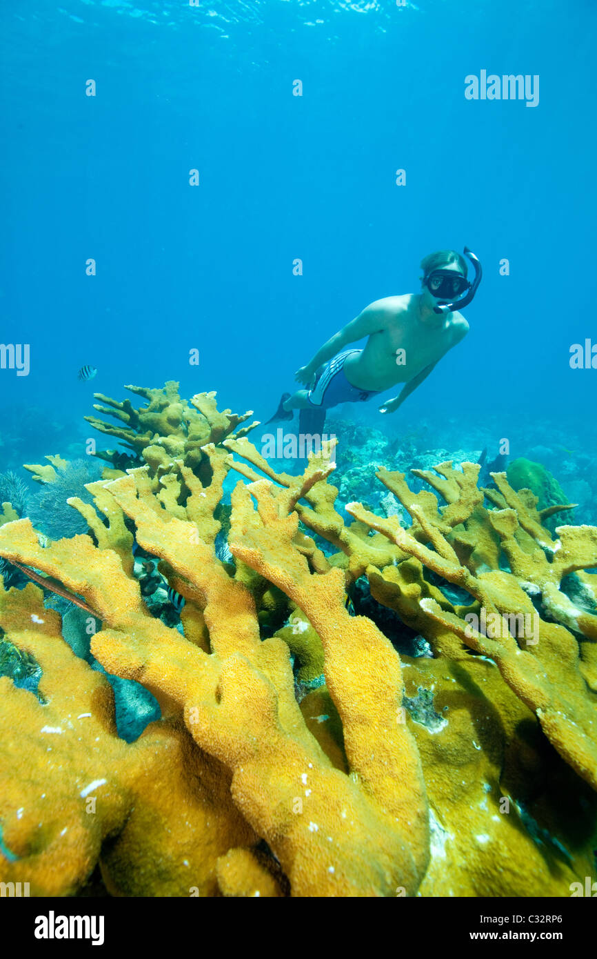 Male snorkeler on coral reef Stock Photo