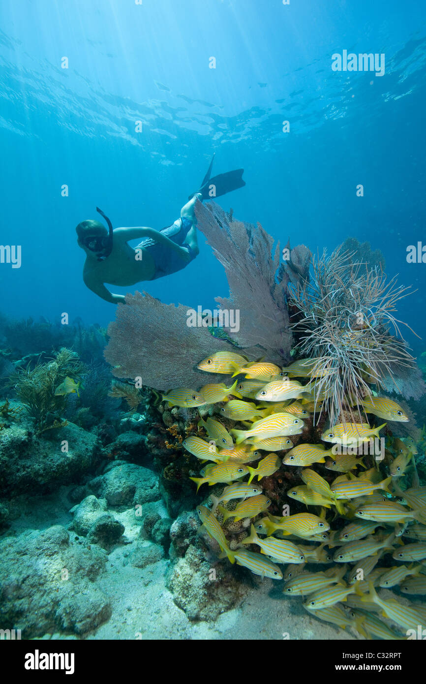 Snorkeler on coral reef Stock Photo