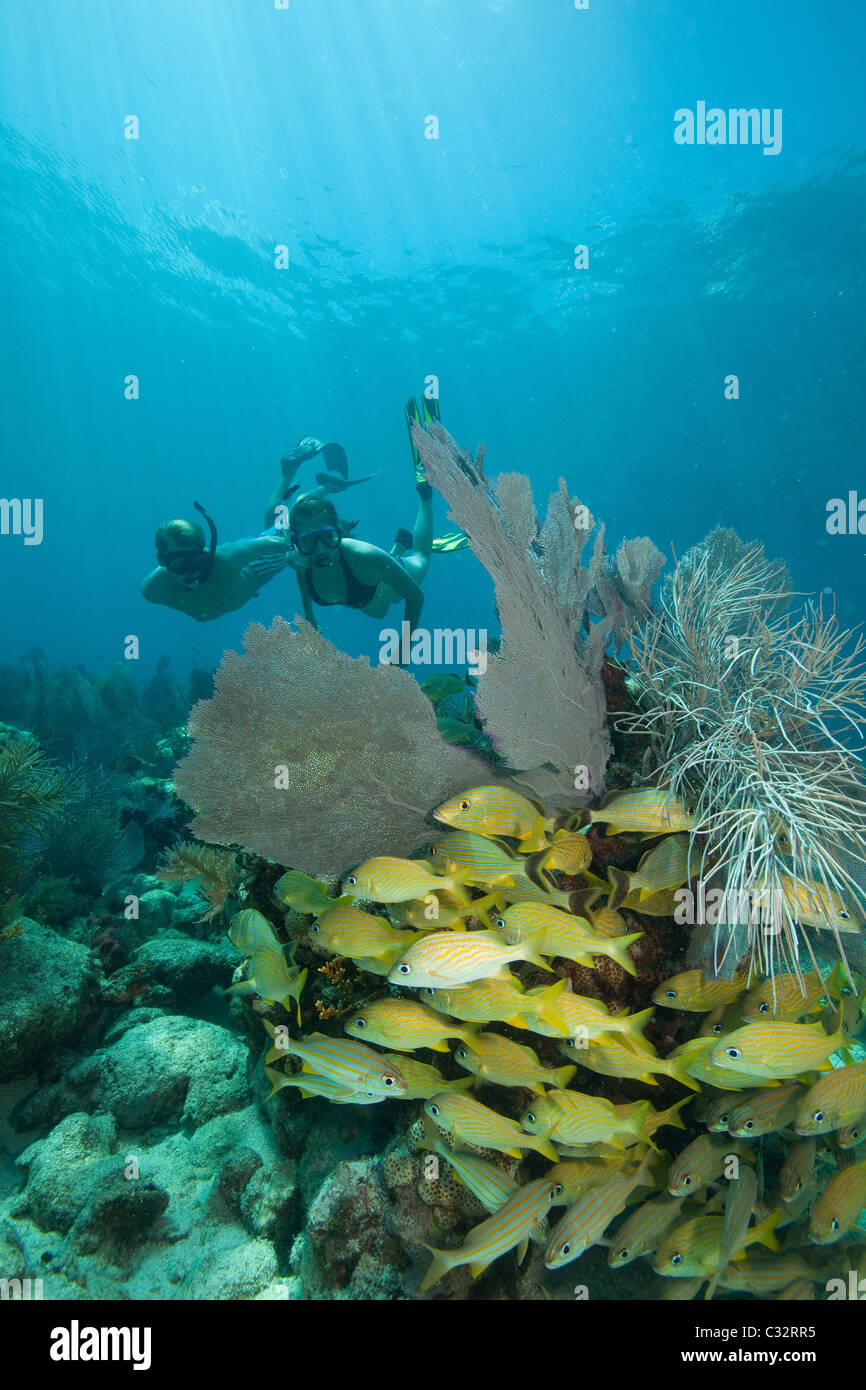 Couple snorkels on coral reef Stock Photo
