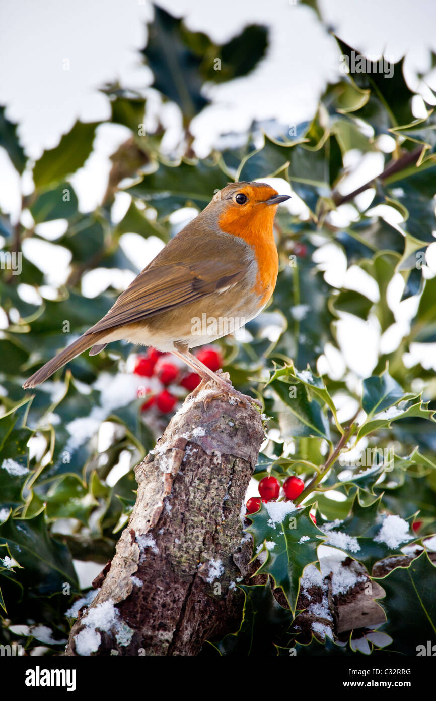 Robin in traditional winter scene with holly and seasonal red berries, The Cotswolds, UK Stock Photo