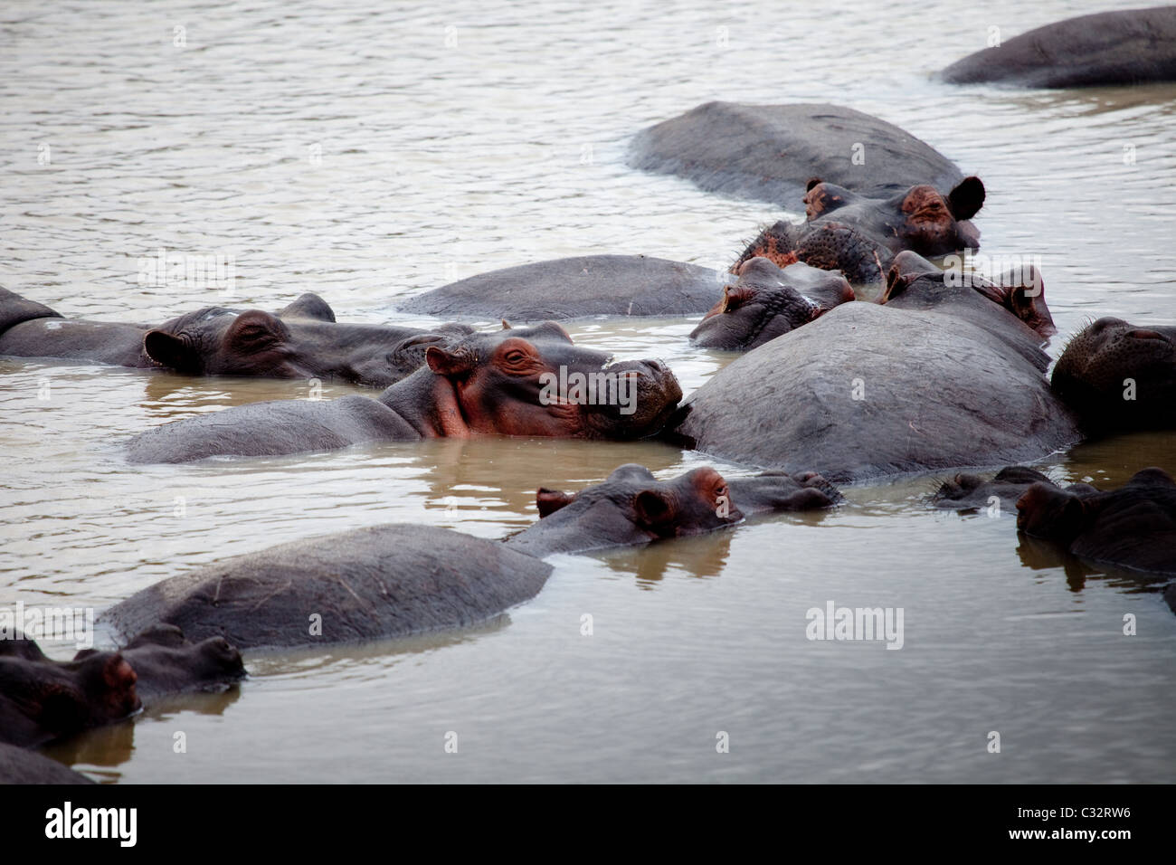 Herd of Hippos cooling off Stock Photo