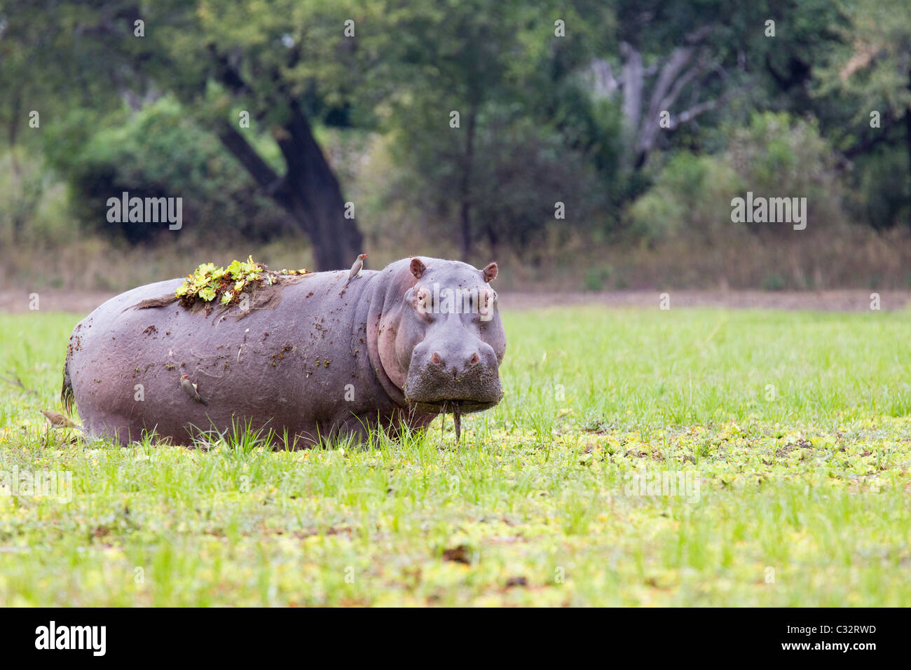 Grazing Hippopotamus Stock Photo