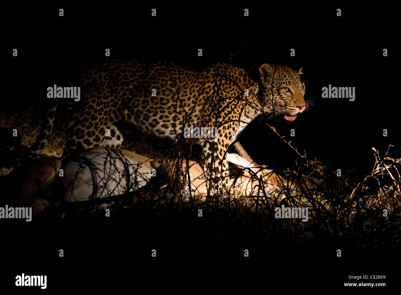 Leopard with fresh kill Stock Photo