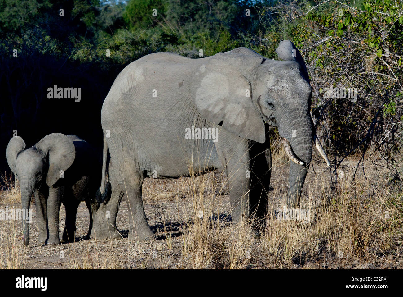 Female and baby elephant Stock Photo