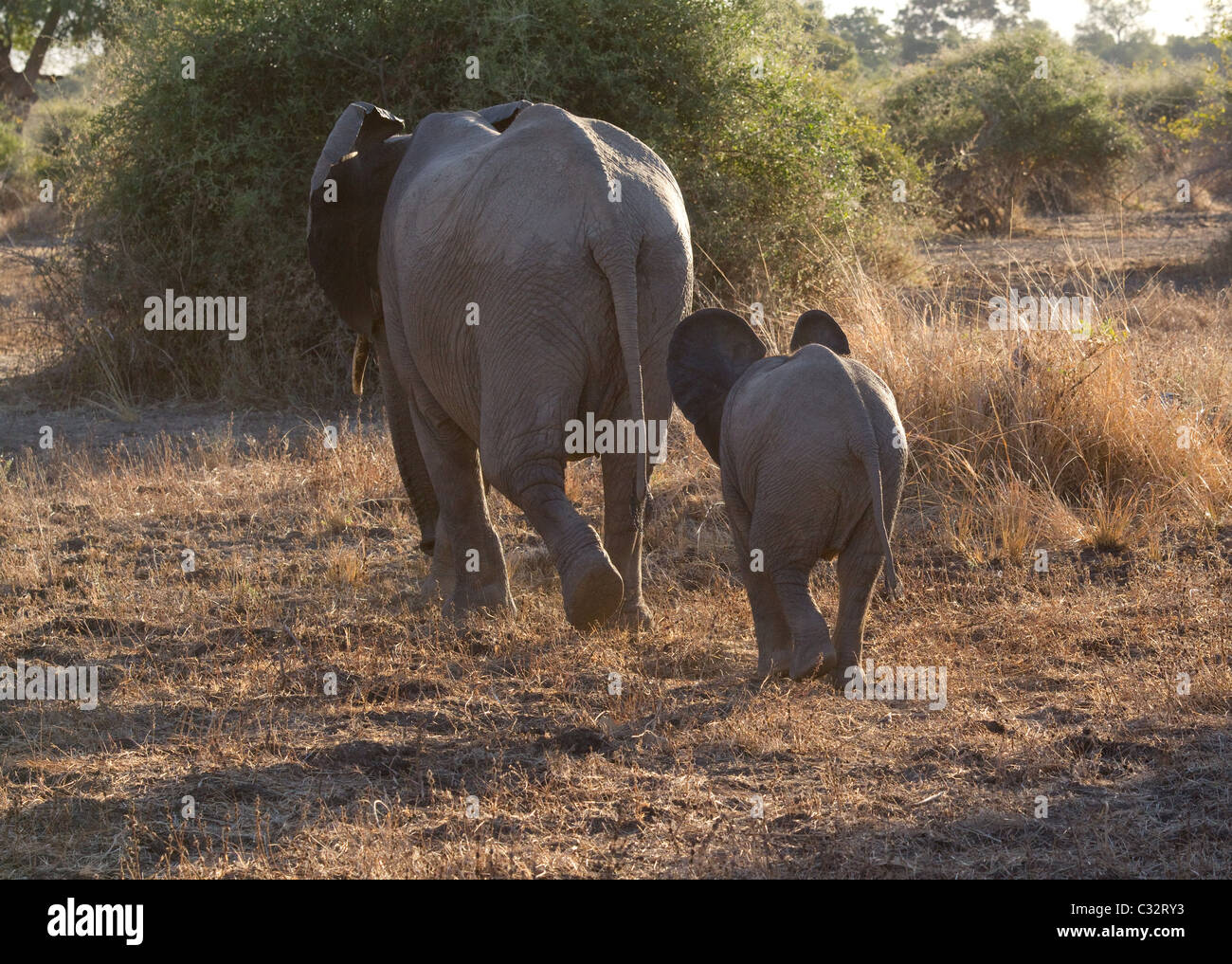 Mother and baby elephant Stock Photo