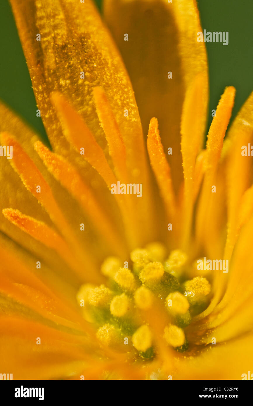 macro photo of a yellow flower Stock Photo