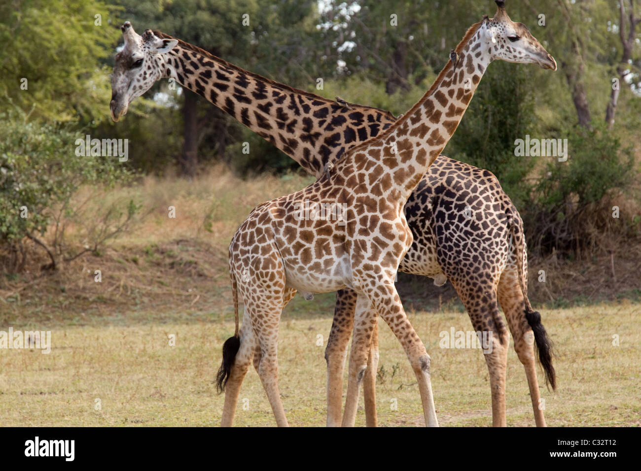 Male and female giraffes Stock Photo