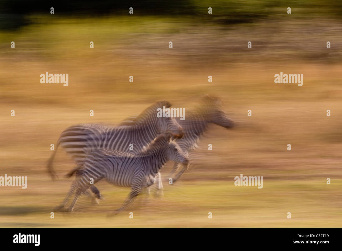 Running zebra Stock Photo