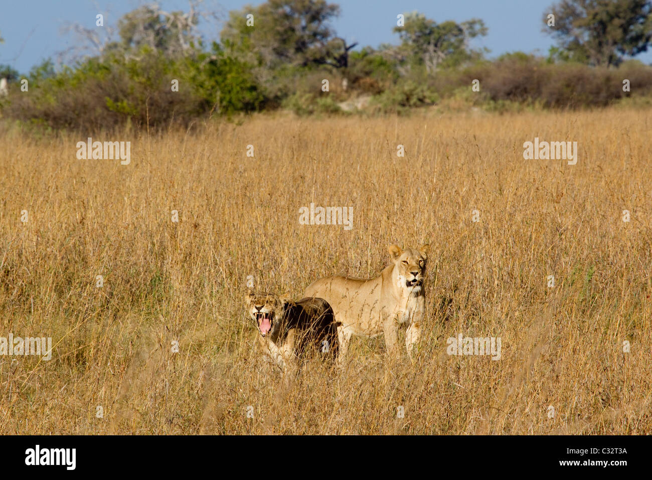 Lions on the African plains Stock Photo