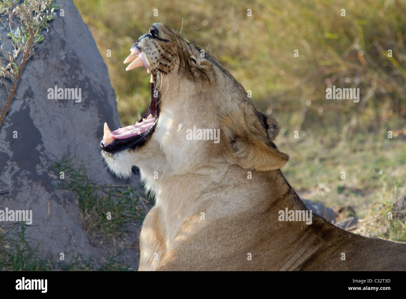 Yawning lion Stock Photo
