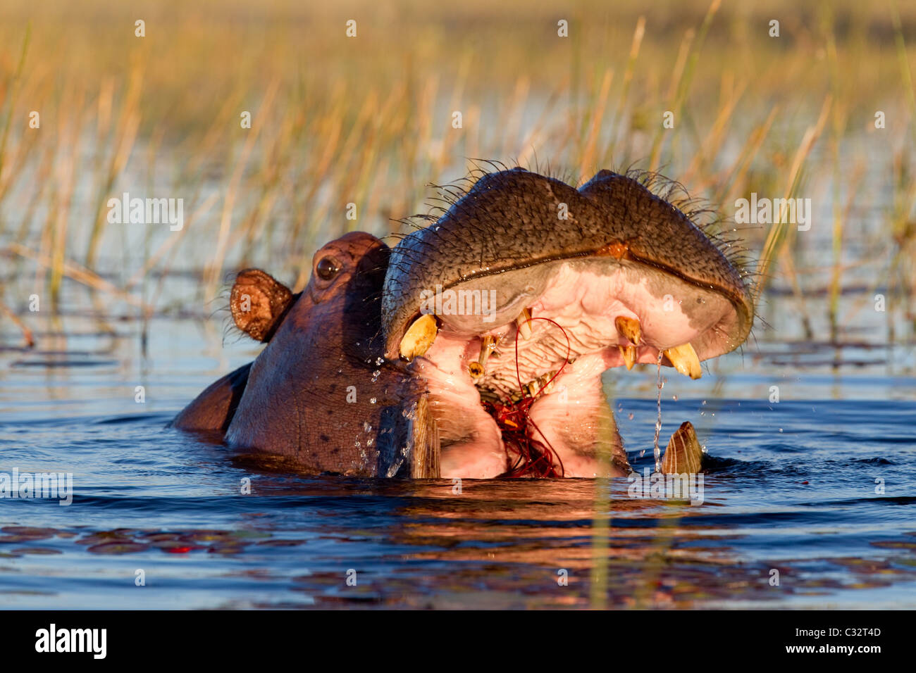 Hippo feeds on river grass Stock Photo