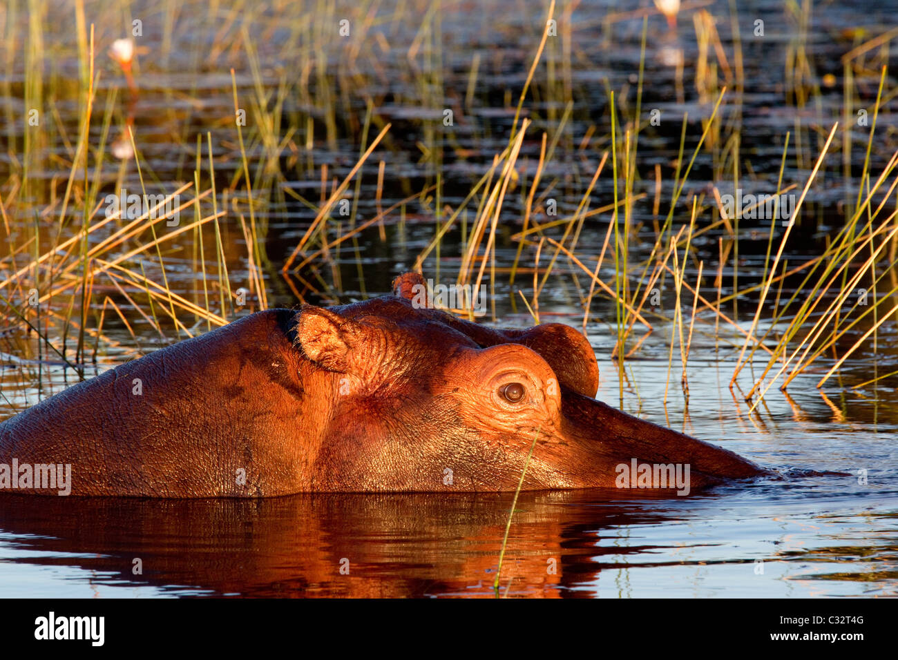Submerged hippopotamus Stock Photo