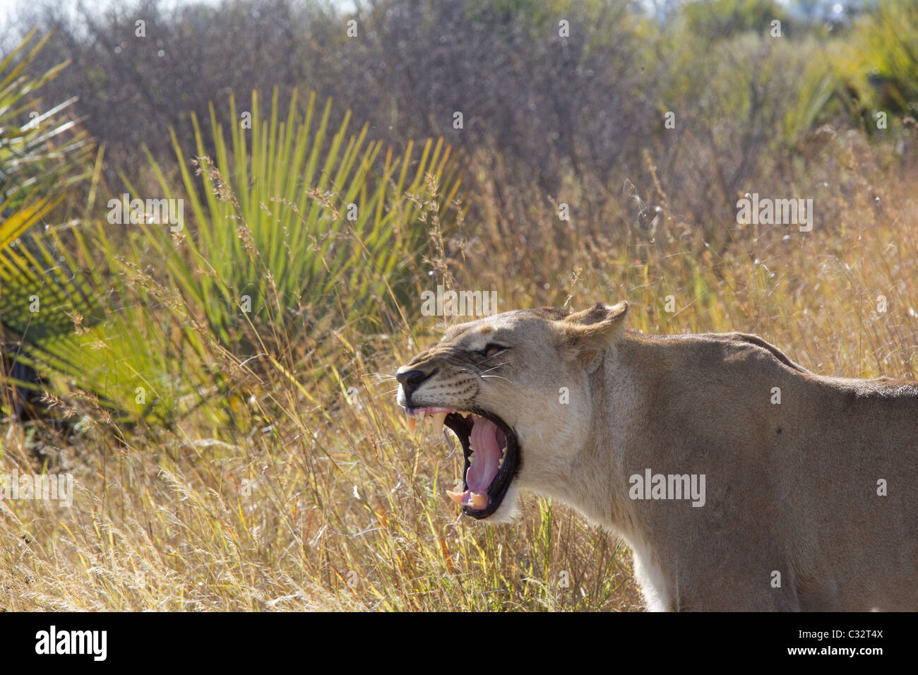 Roaring lioness Stock Photo