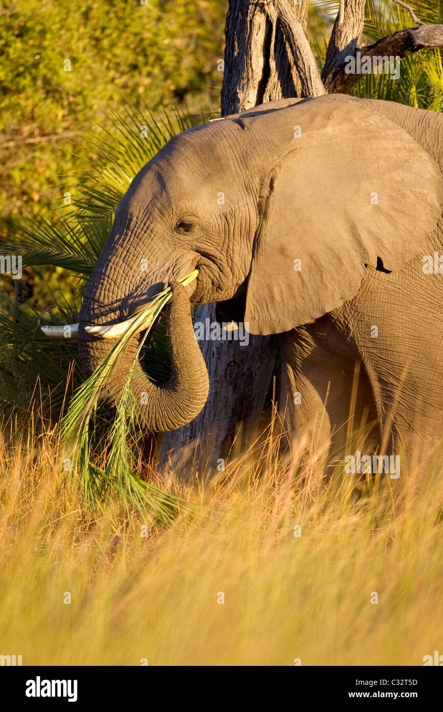 Elephant, eating grass Stock Photo