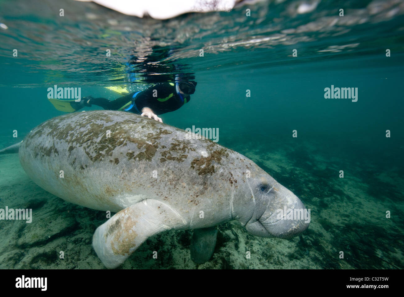 Snorkeler with manatee Stock Photo