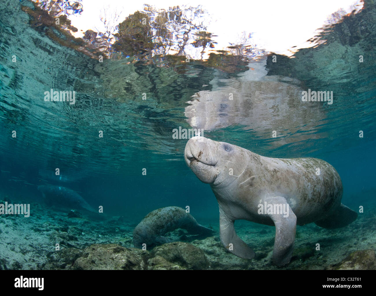 Manatee coming to surface Stock Photo