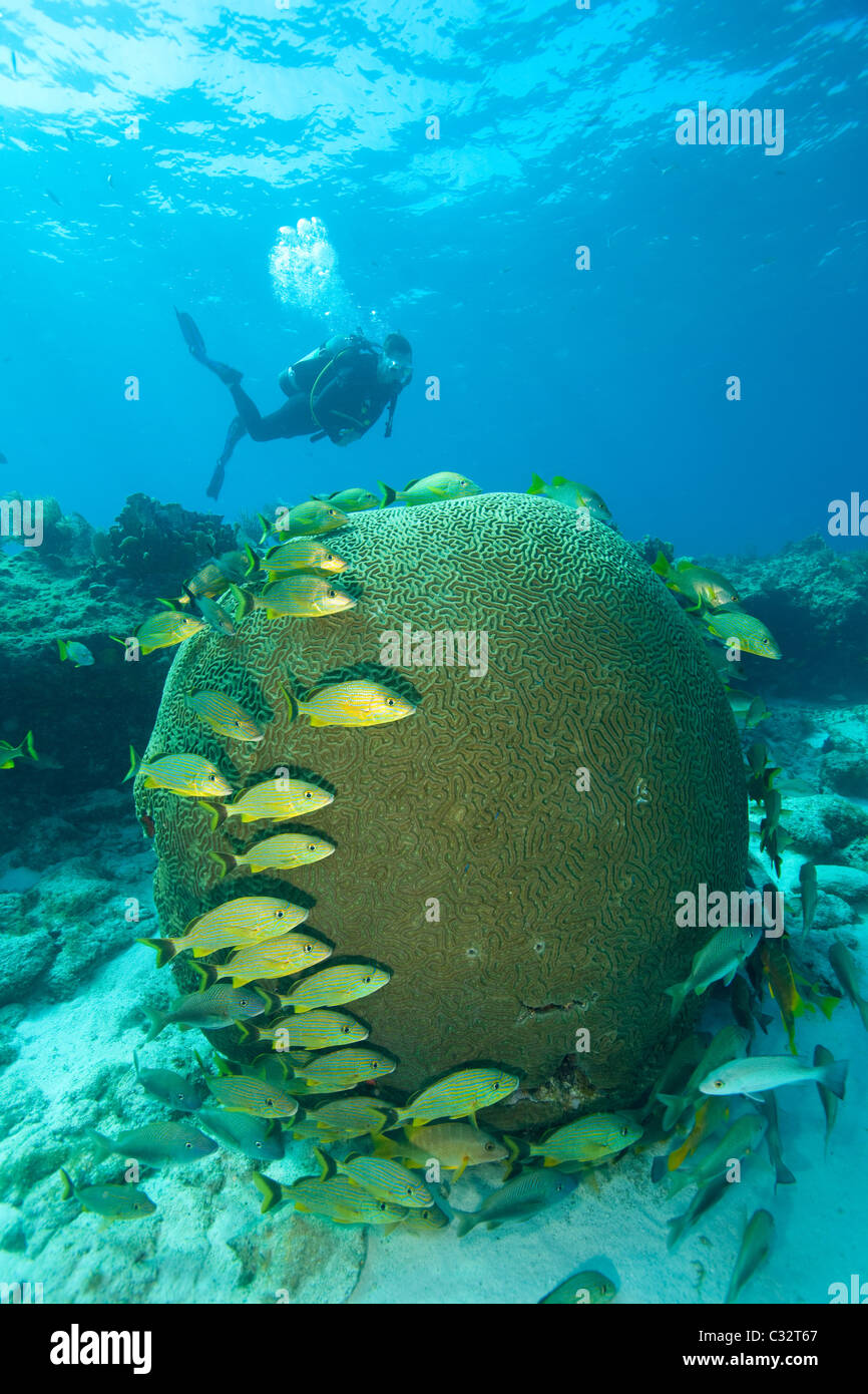 Scuba diver on coral reef Stock Photo