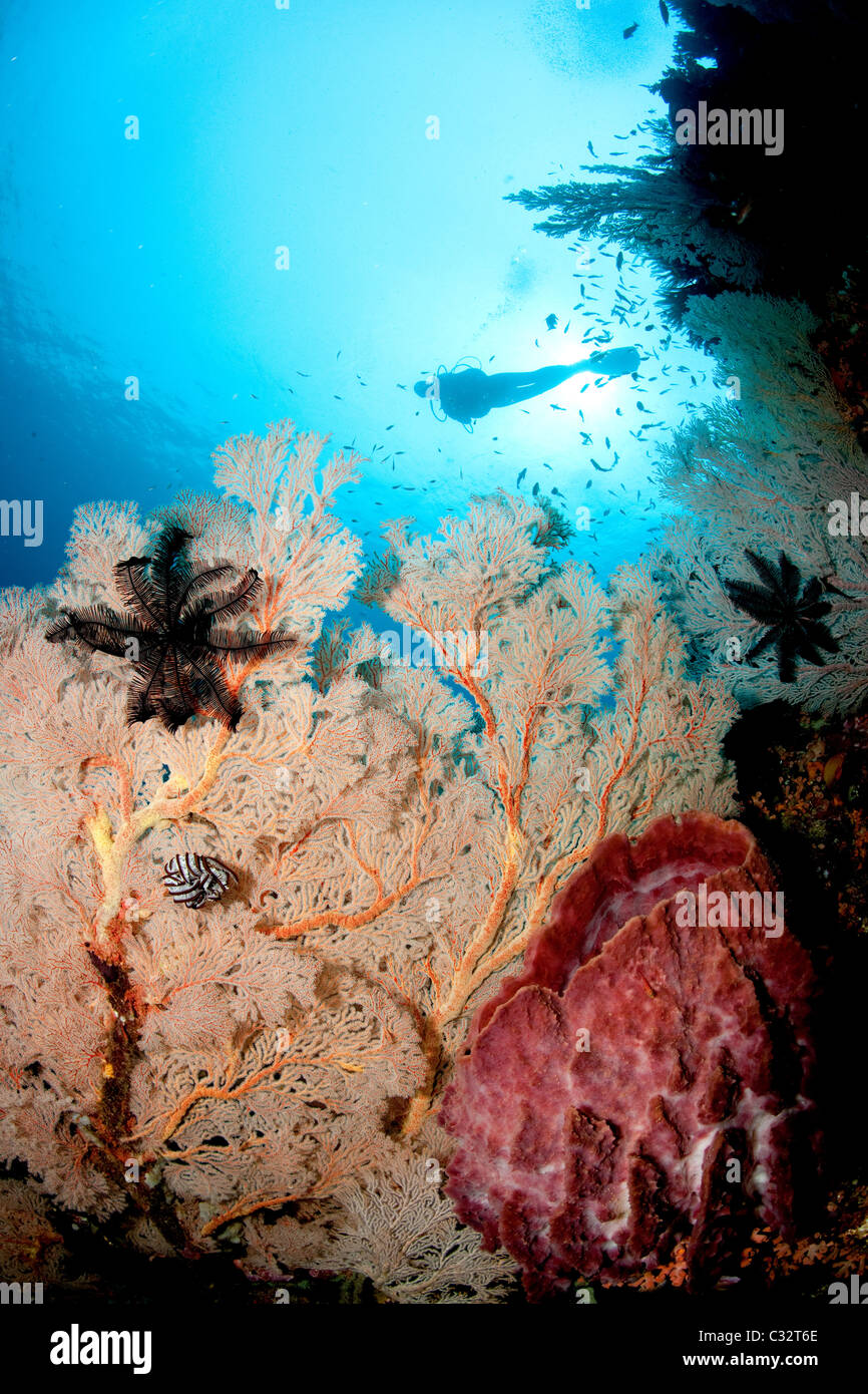 Gorgonian and basket sponge Stock Photo