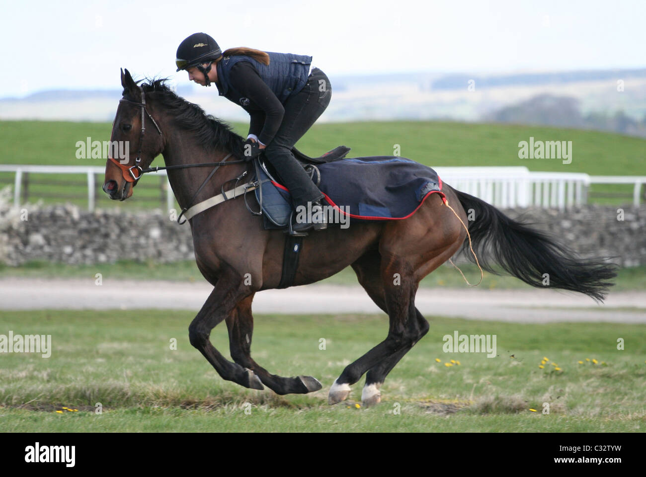 Racehorse on a training gallop at Middleham North Yorkshire Stock Photo