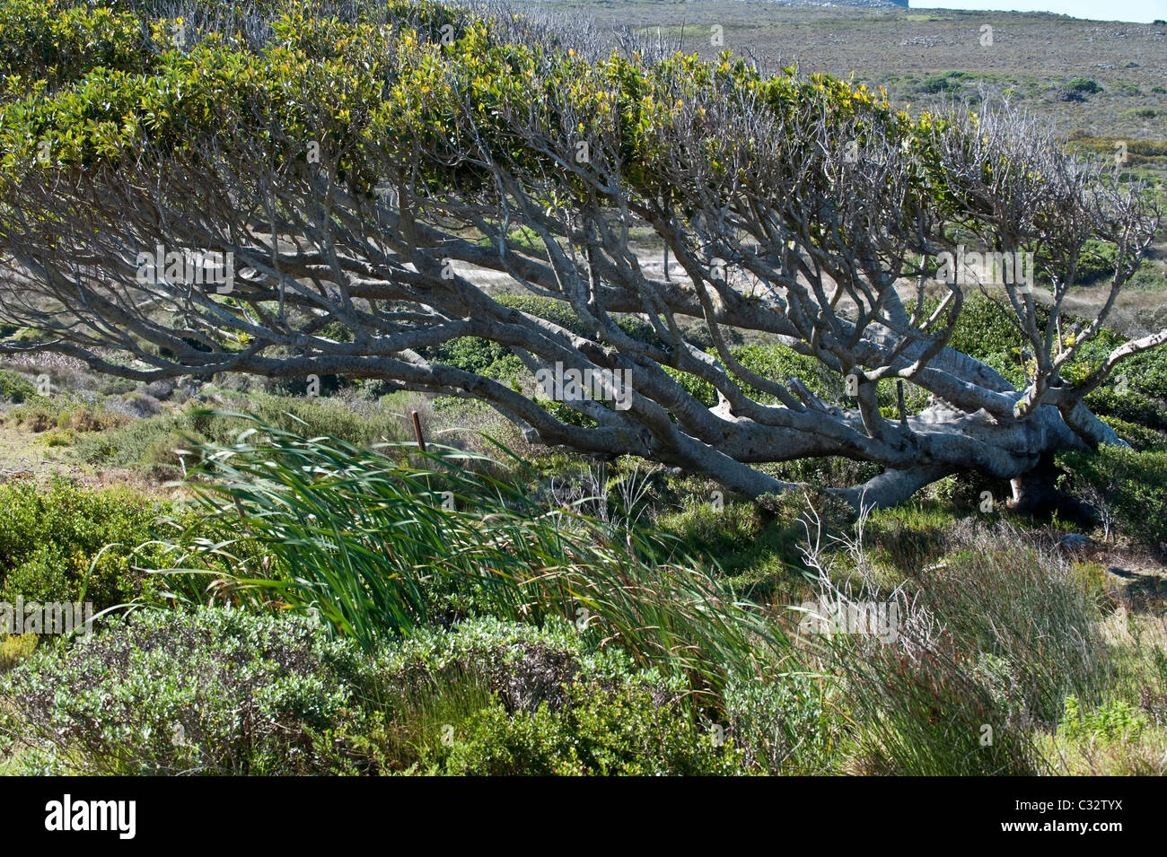 Indian Rubber Tree (Ficus elastica) native to northeast India grows on