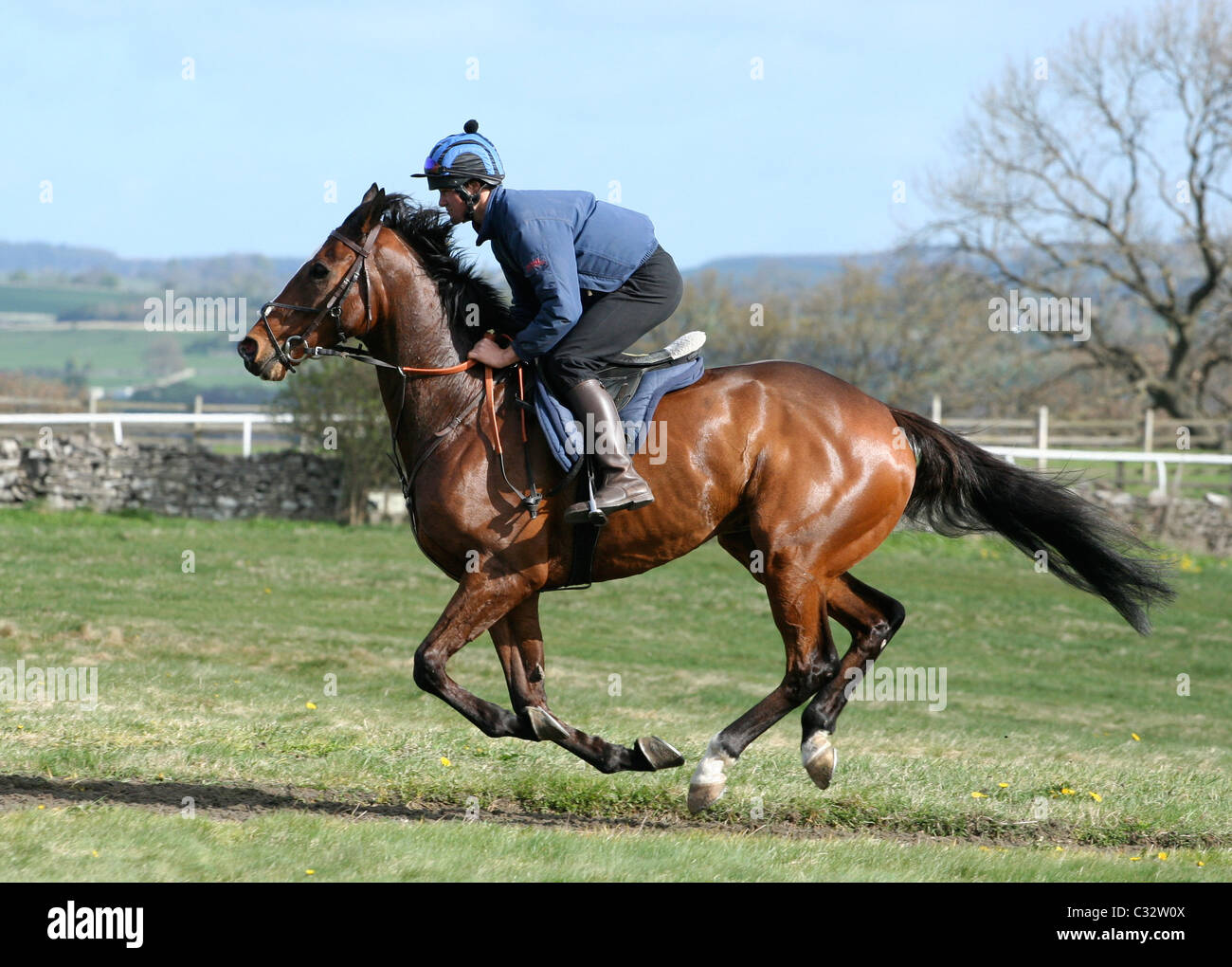 Racehorse on the gallops at Middleham Yorkshire Dales Stock Photo